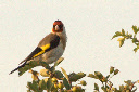 More wildlife in rural Norfolk